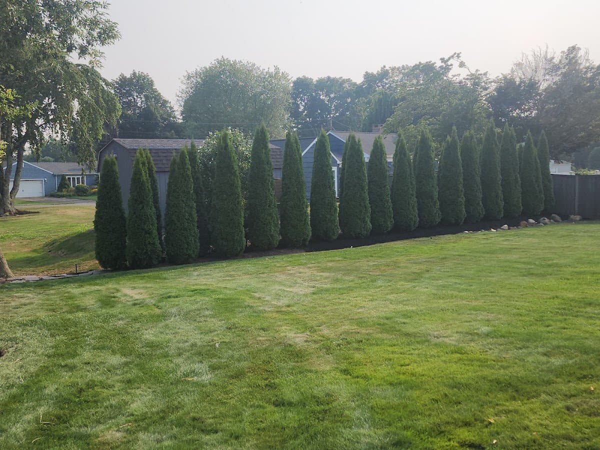 A row of trimmed arborvitae sitting in a fresh mulch bed along a green lawn.
