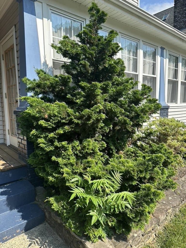 A large evergreen shrub beside a front walkway and a low stone wall.